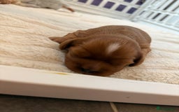 Cavalier King Charles Spaniel dogs for sale: Ruby boys kc cavalier King Charles puppies  - Image 34