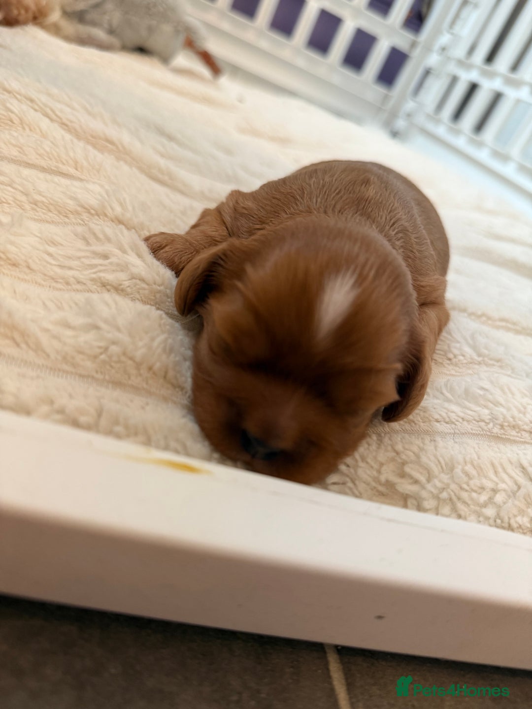 Cavalier King Charles Spaniel dogs for sale: Ruby boys kc cavalier King Charles puppies  - Image 34