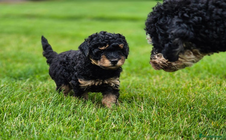 Toy Poodle dogs - Advert 1