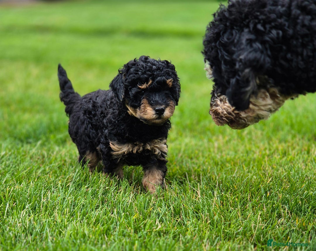 Toy Poodle dogs for sale: Toy Poodles incl. One Phantom boy - Image 3