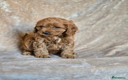 Cavapoo dogs for sale: Gorgeous Fox Red Cavapoo health tested parents  - Image 8