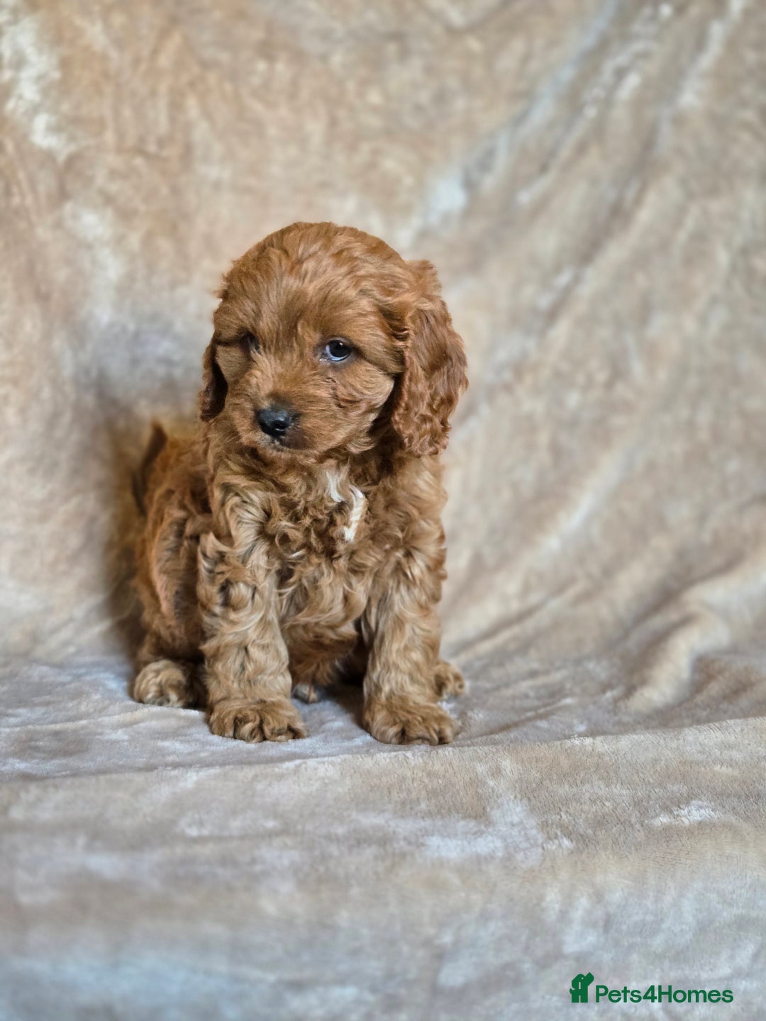 Cavapoo dogs for sale: Gorgeous Fox Red Cavapoo health tested parents  - Image 8