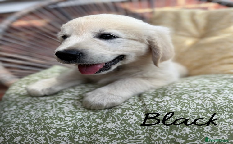 Golden Retriever dogs - Advert 13