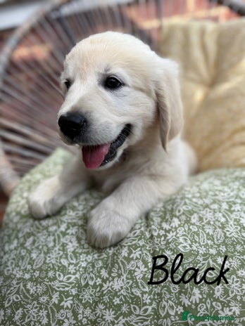 Golden Retriever dogs - Advert 1