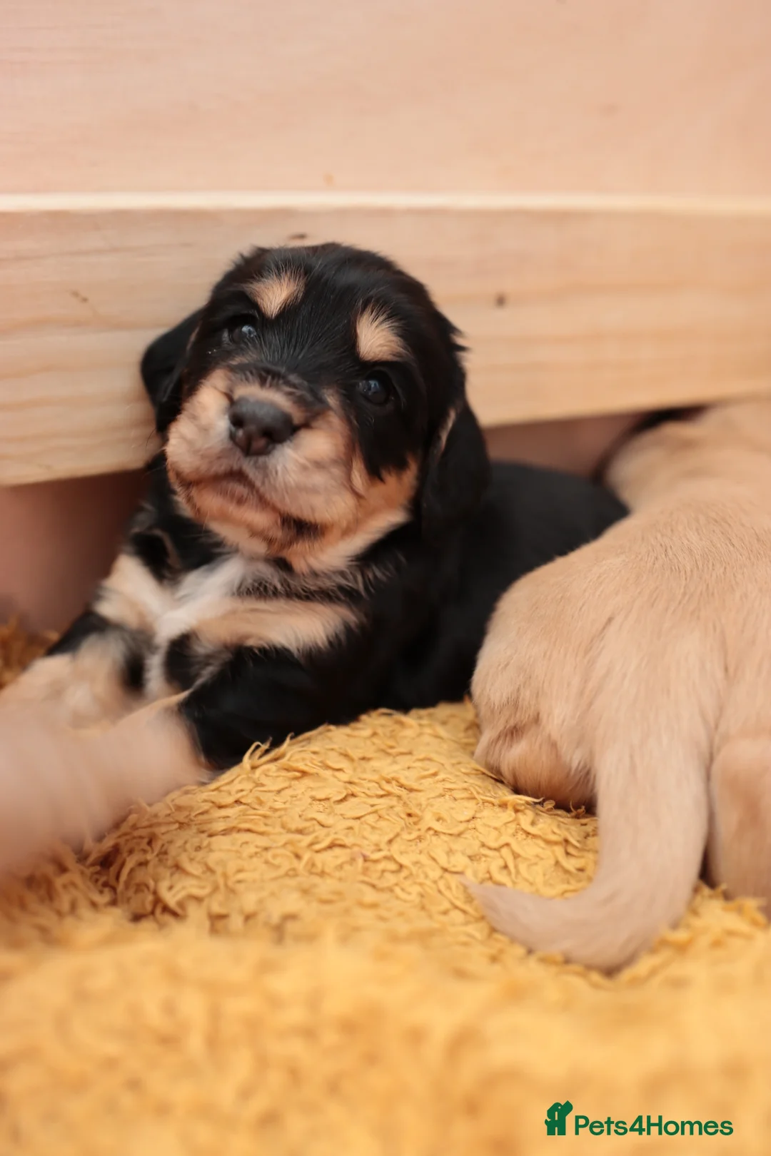 Cocker Spaniel dogs for sale: KC registered working cocker spaniels DNA clear - Advert 20