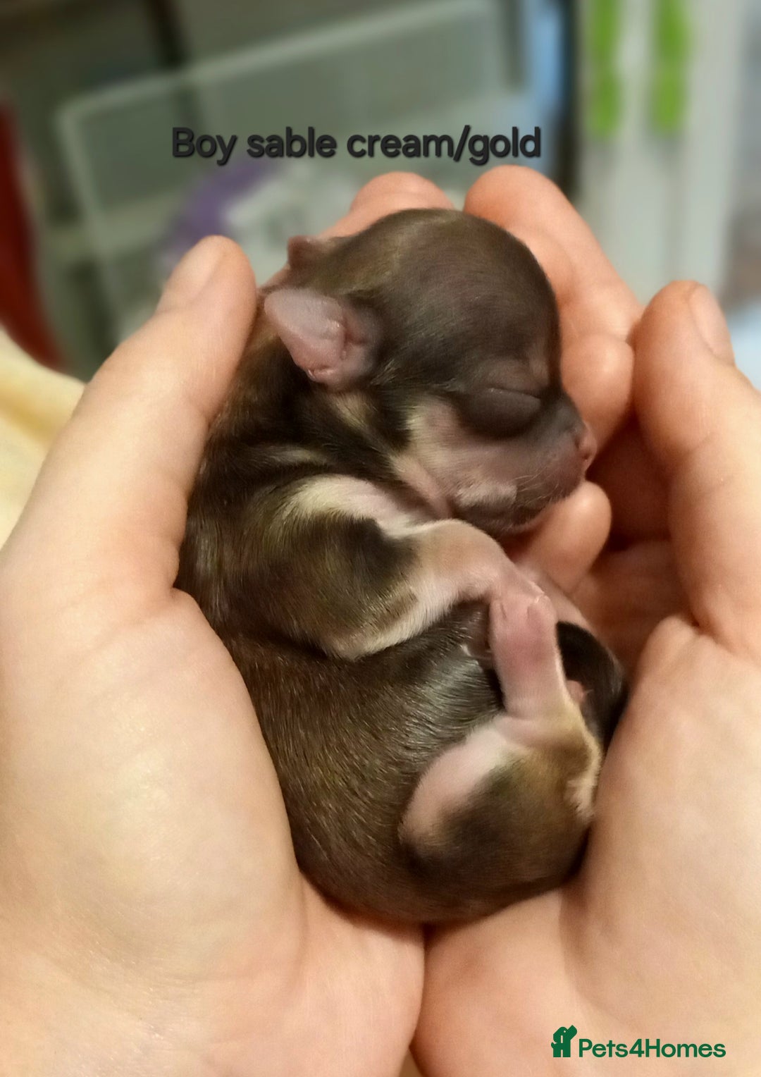 Chihuahua dogs for sale: ❤️‍🔥Dna tested parents❤️‍🔥Long-coat 2boys 2girls - Image 9