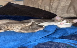 British Shorthair cats for sale: Missy & her 3 kittens & adopted rescue kitten scar - Image 6