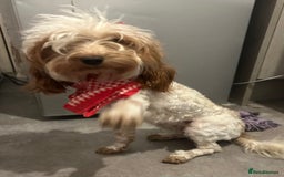 Cavapoo dogs for sale: Beautiful Apricot Cavapoo –✨🐶 - Advert 1