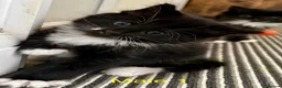 Mixed Breed cats for sale: Beautiful Kittens ready for their forever Homes - Advert 7