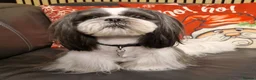 Shih Tzu dogs for stud: Stunning KC Shih Tzu Available for Stud Services in Swindon - Advert 2