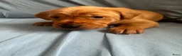 Goldador dogs for sale: READY! Fox Red Golden Retriever X Labrador pups 🧡 - Advert 11