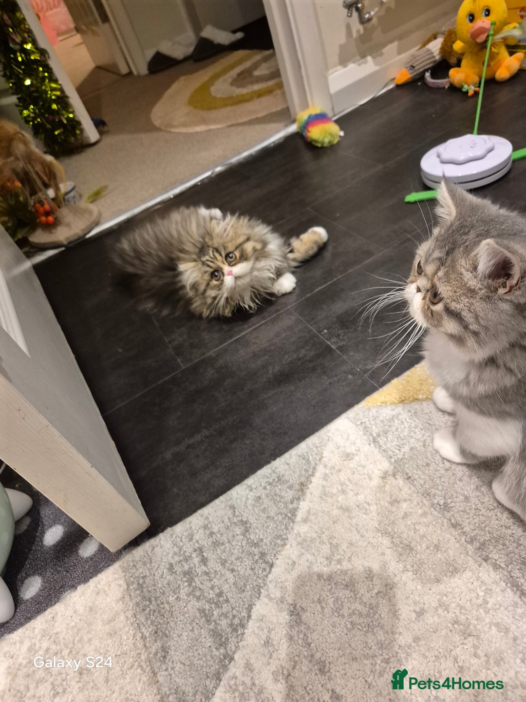 Exotic cats for sale: Exotic longhair and short hair kittens  - Image 21