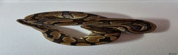 Snake reptiles for sale: Ball pythons  - Advert 1