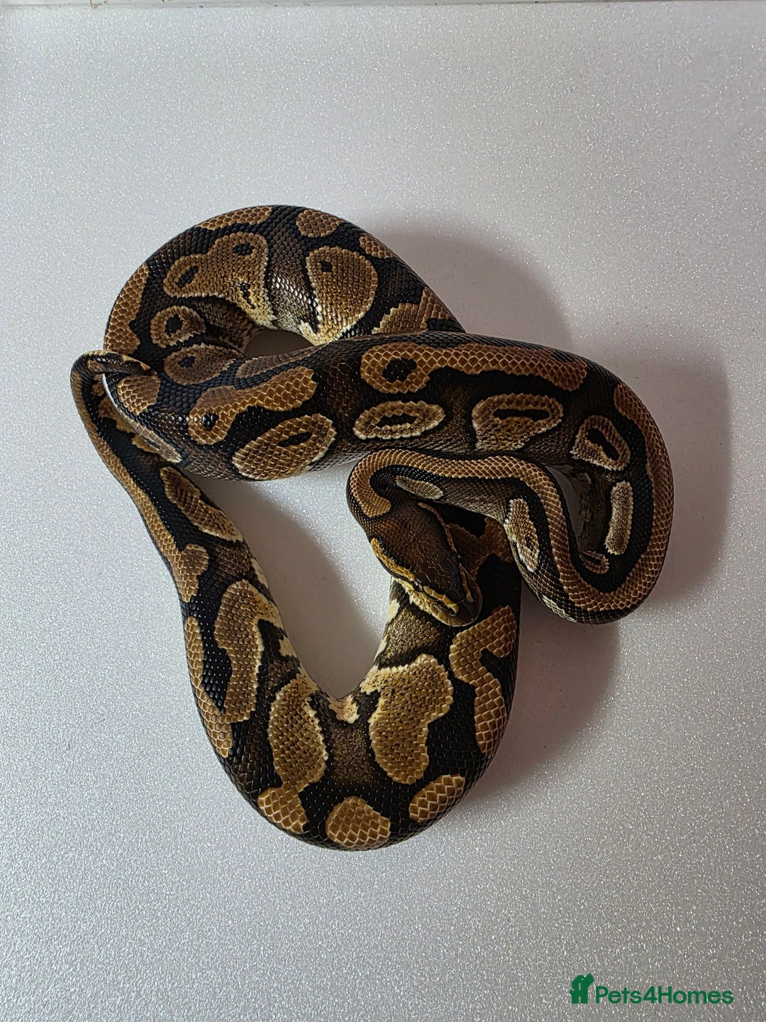 Snake reptiles for sale: Ball pythons  - Advert 1