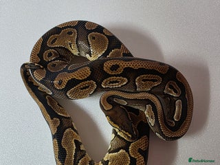 Snake reptiles Ball pythons - Advert 1