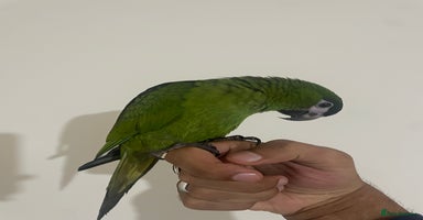 Parrots birds - Advert 11