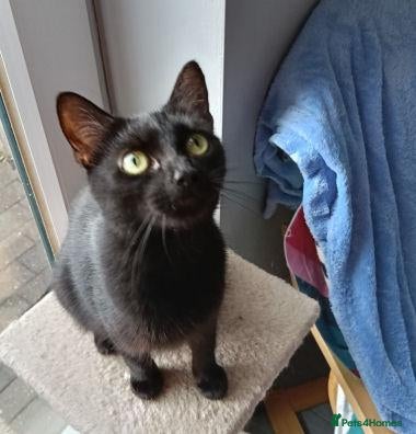 Mixed Breed cats LENA. - Advert 1