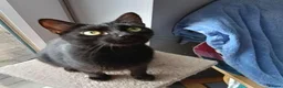 Mixed Breed cats for adoption: LENA. - Advert 1