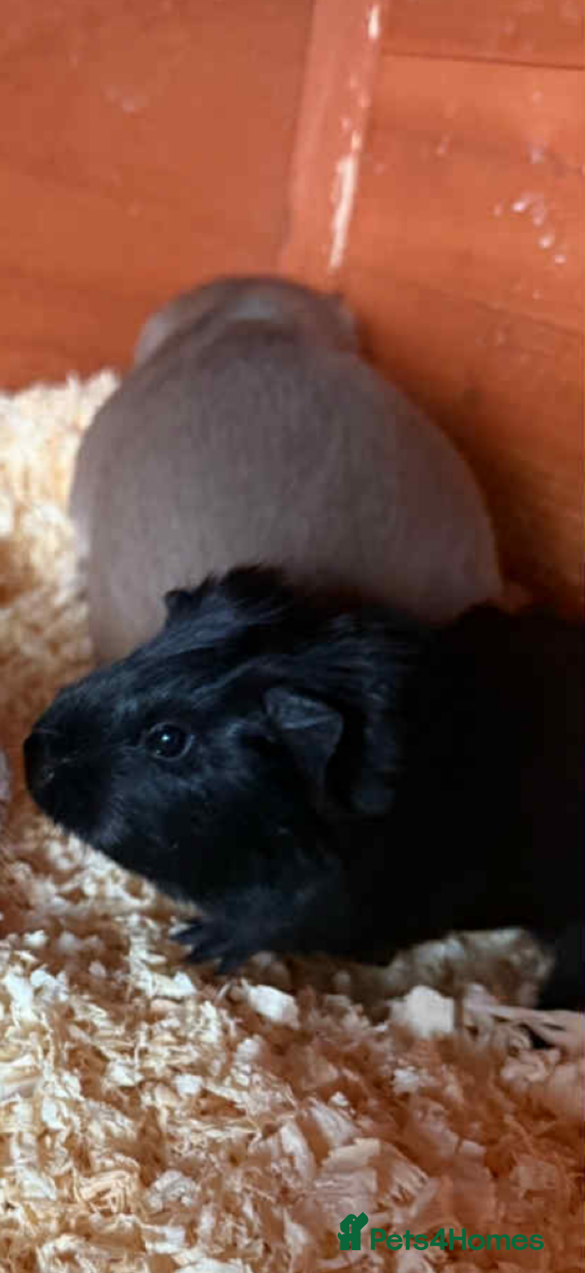 Guinea Pig rodents Self black sow - Advert 1