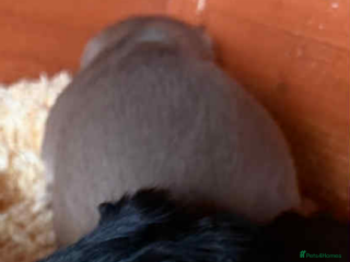 Guinea Pig rodents Self black sow - Advert 2
