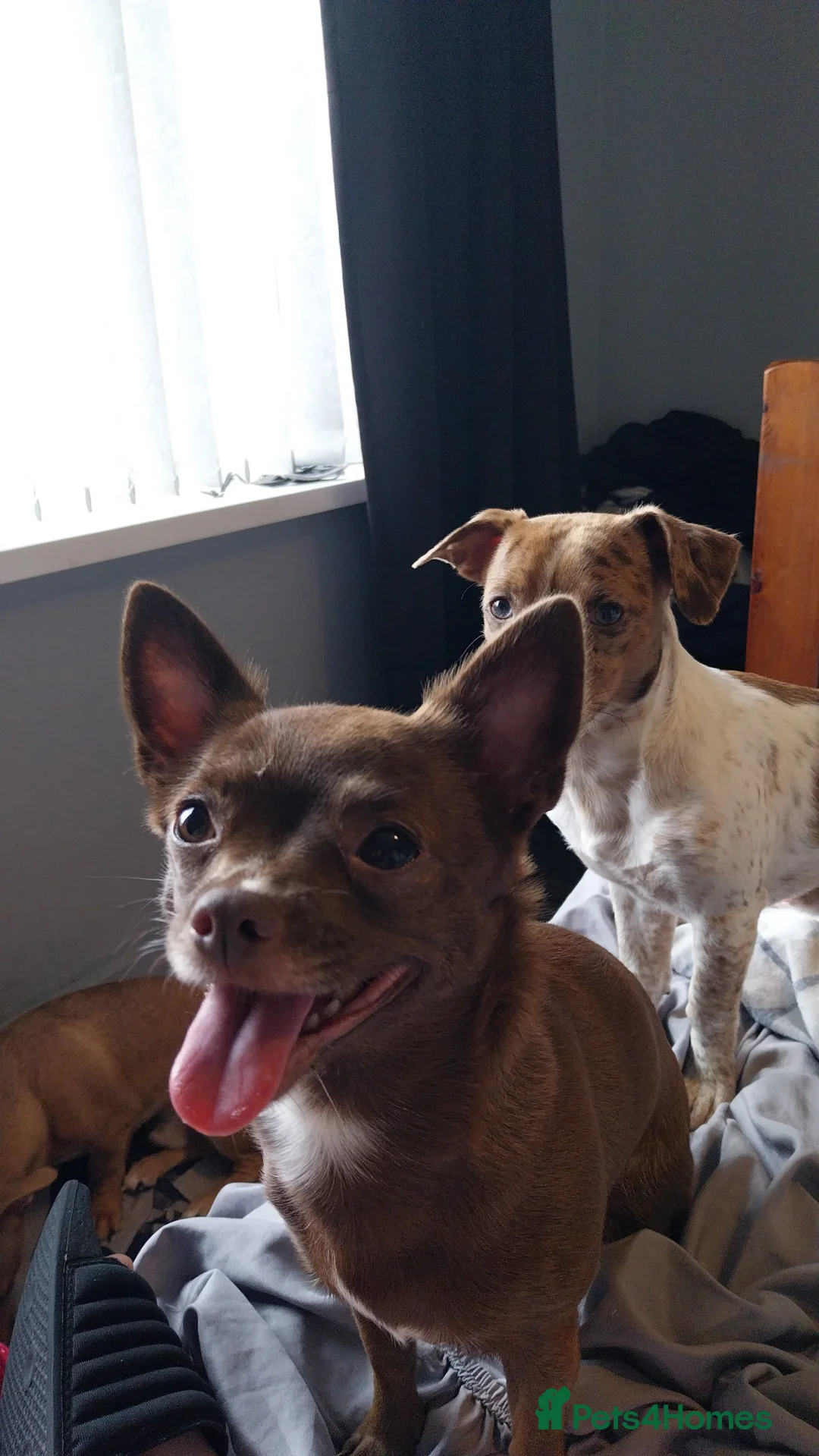 Chiweenie dogs for sale: 2 boys - Advert 3