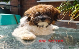 Jack Russell dogs for sale: JACK RUSSEL X PUPPIES ONLY 1 LEFT - Image 9