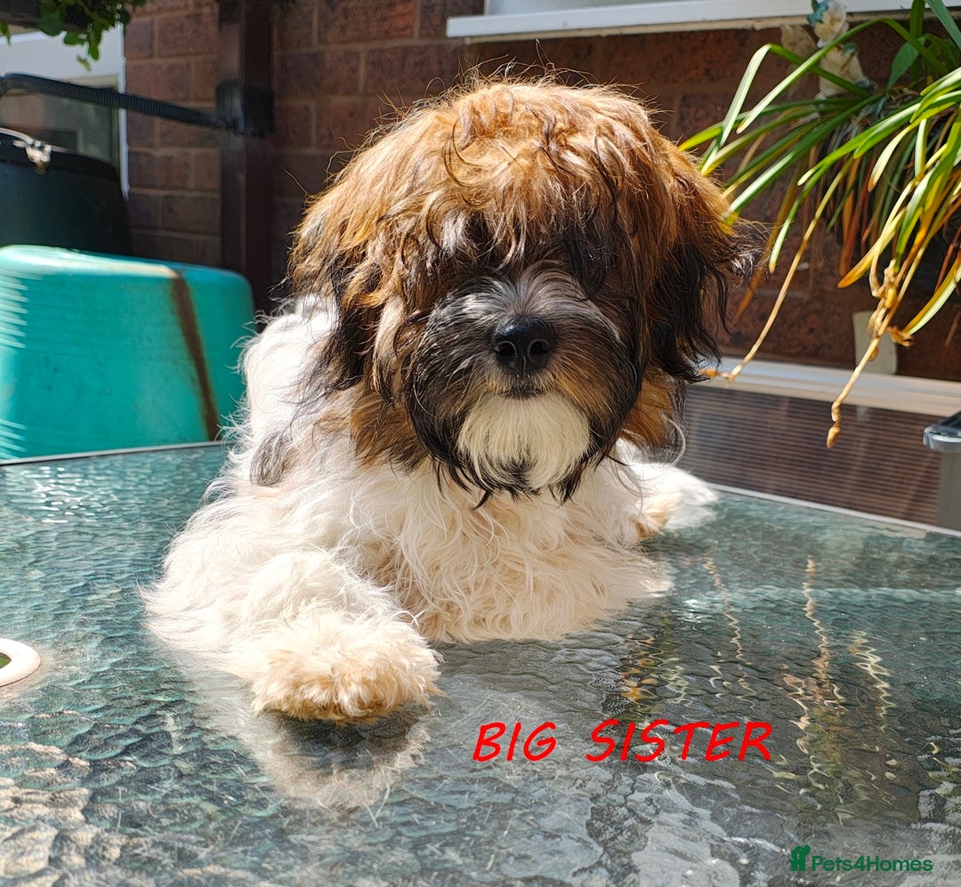 Jack Russell dogs for sale: JACK RUSSEL X PUPPIES ONLY 1 LEFT - Image 9