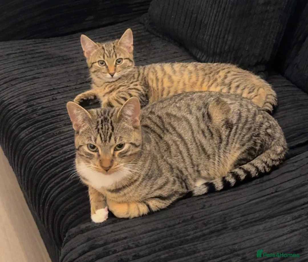 Domestic Shorthair cats for sale: 🐾 Kairo & Wooshay – Loving Homes Wanted 🐾 - Advert 1