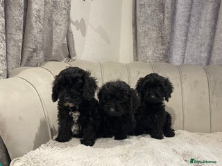 Cockapoo dogs 💙Beautiful teddy bear boys ready now💙 - Advert 11