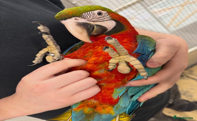 Macaws birds - Advert 9