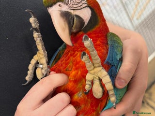 Macaws birds - Advert 2