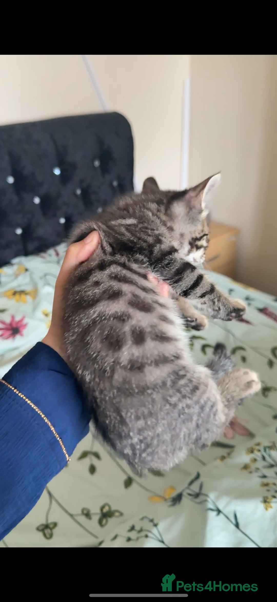 Bengal cats for sale: 2 stunning bengal kittens looking for their home - Image 8