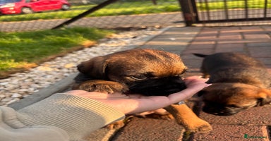 Border Terrier dogs - Advert 3