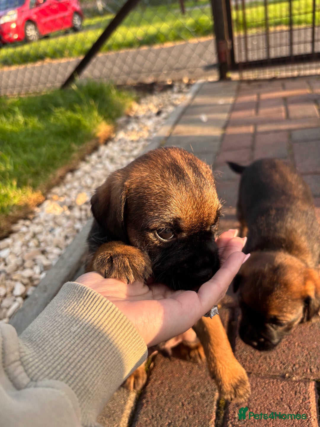 Border Terrier dogs for sale: Border Terrier puppy x1 boy - Image 3