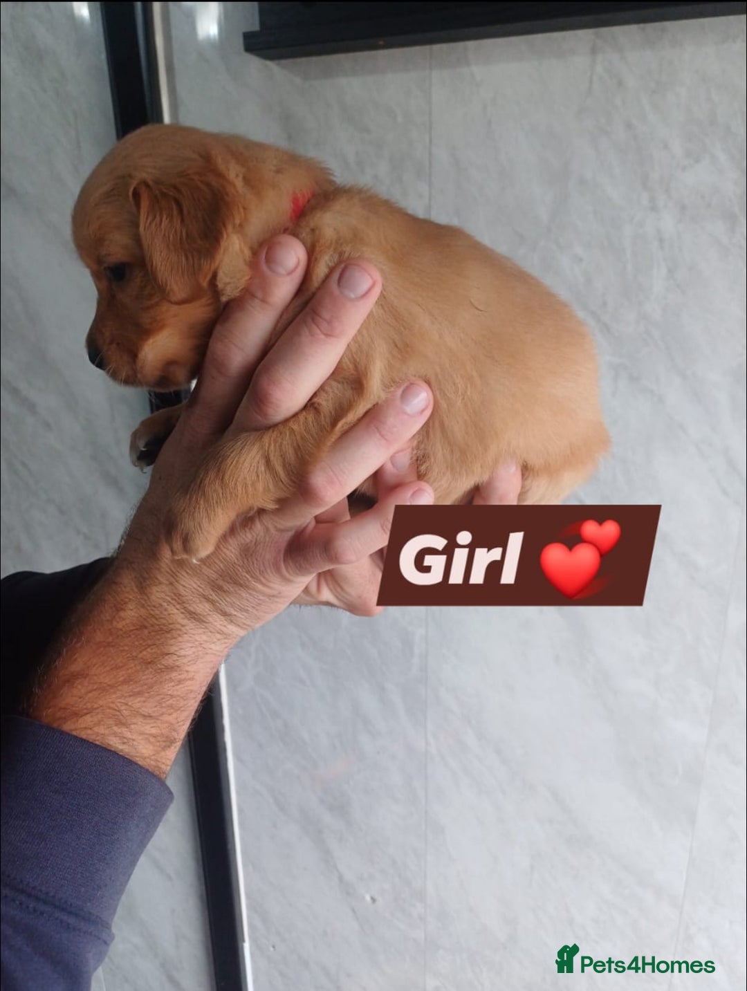 Labrador Retriever dogs for sale: READY TO LEAVE NOW KC registered golden retrievers - Advert 6