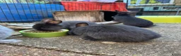 Mixed Breed rabbits for sale: Bunnies for sale *ready to leave* - Advert 1