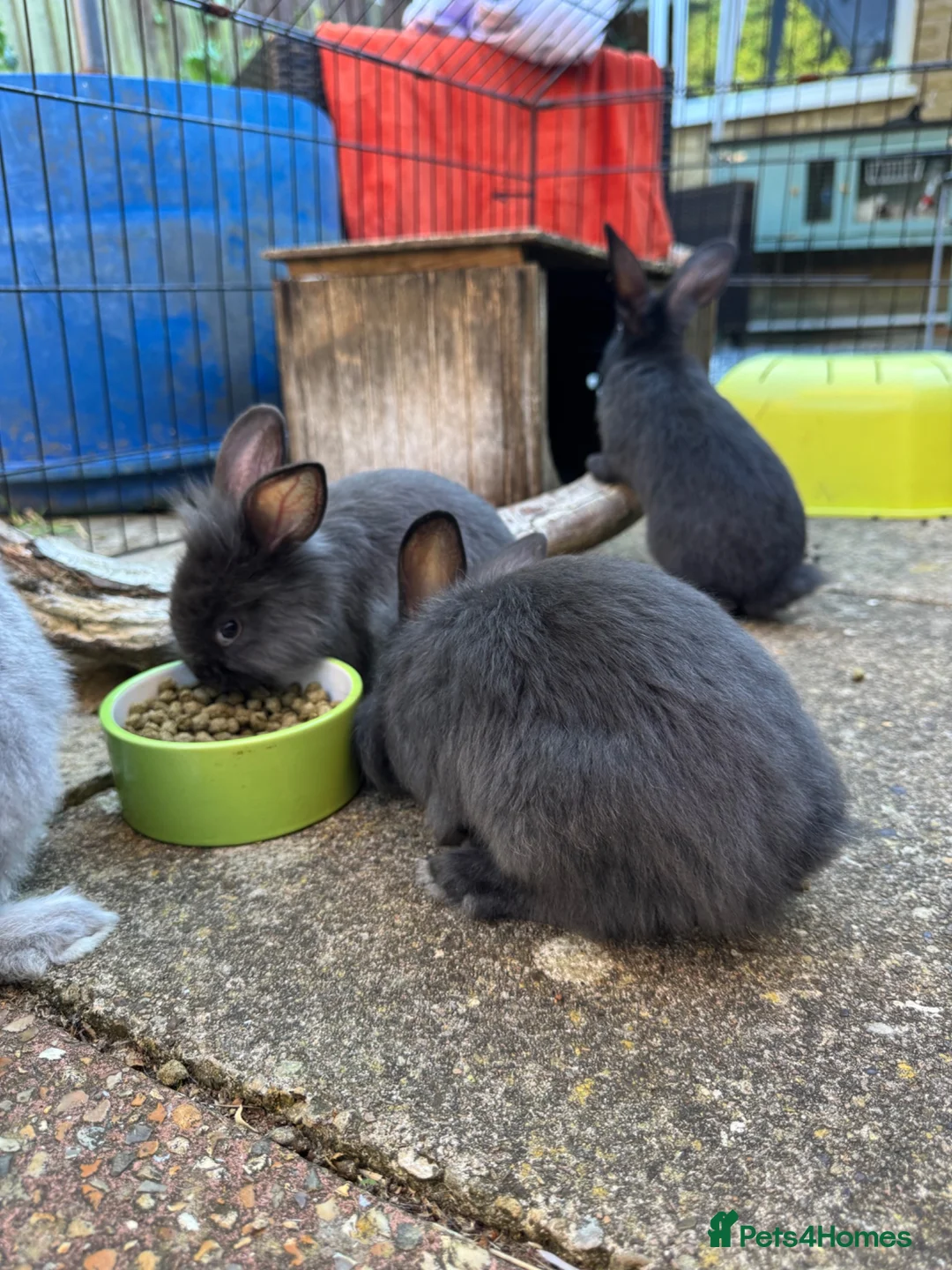 Mixed Breed rabbits for sale: Bunnies for sale *ready to leave* - Advert 1