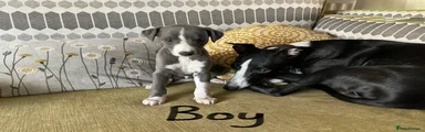Whippet Puppy 1