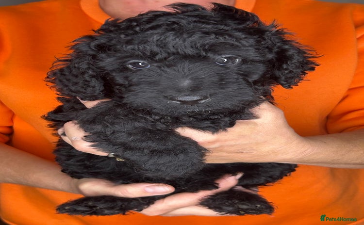 Cockapoo dogs - Advert 2
