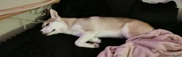 Siberian Husky dogs for sale: Such a beautiful boy!  - Advert 7