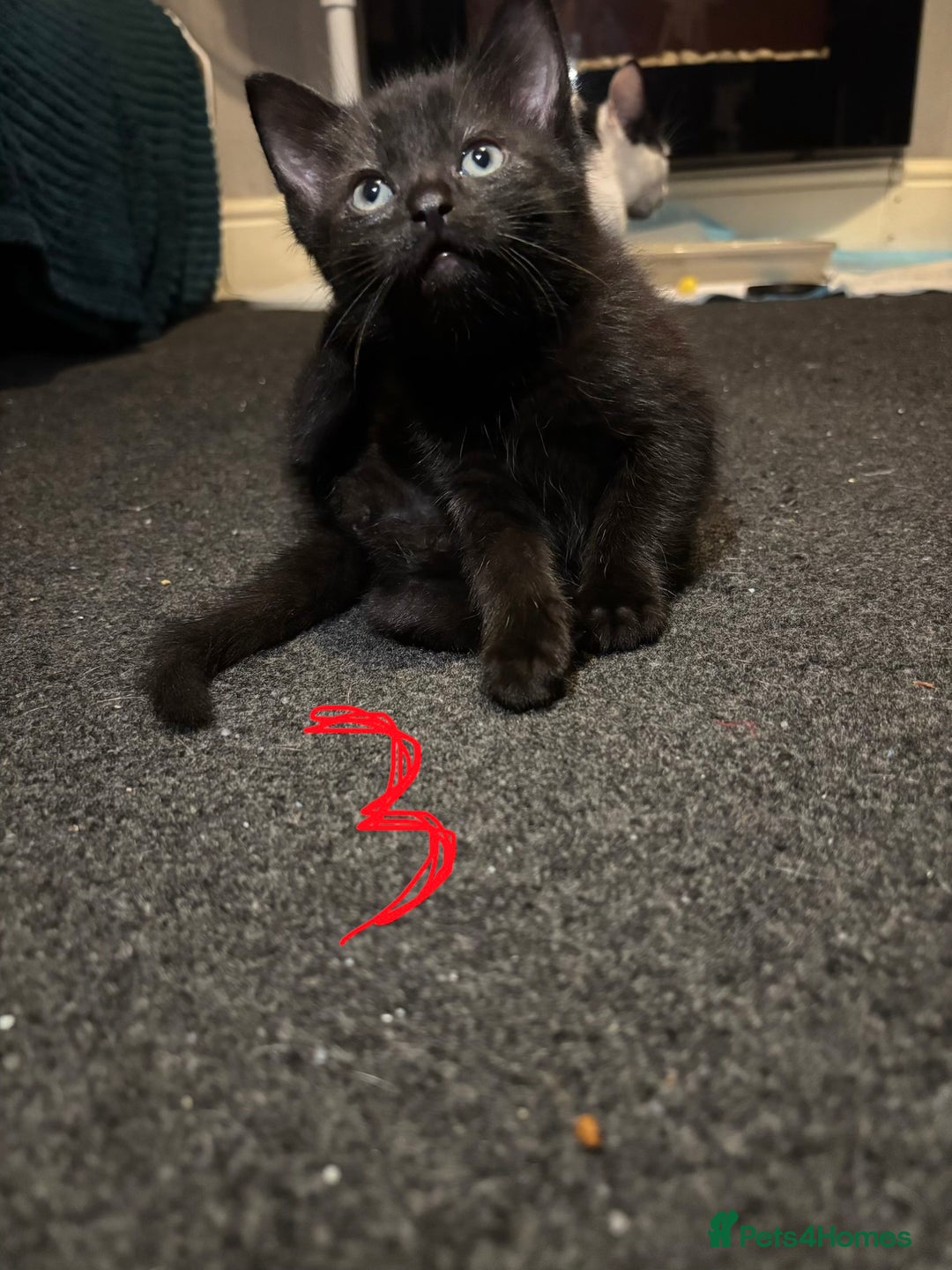 Mixed Breed cats for sale: 8 weeks old Ragdoll cross kittens - Advert 7