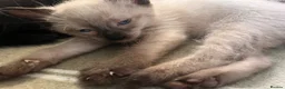Russian Blue cats for sale: Male Russian blue mix breed  - Advert 9