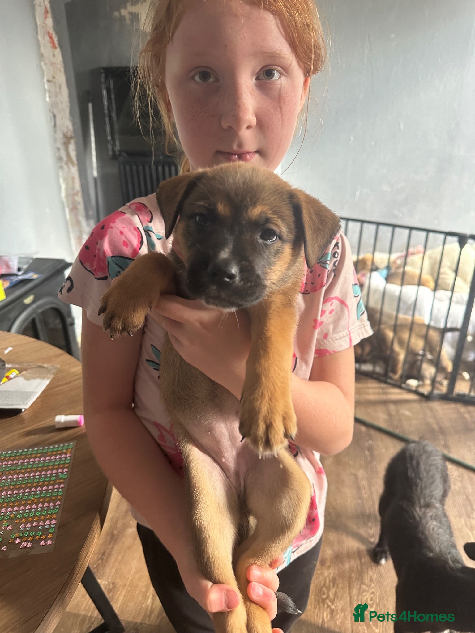 Mixed Breed dogs Puppy’s  - Advert 1