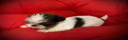 Shih Tzu dogs for sale: PURE TINY SHIH TZU PUPPIES😍 - Advert 15