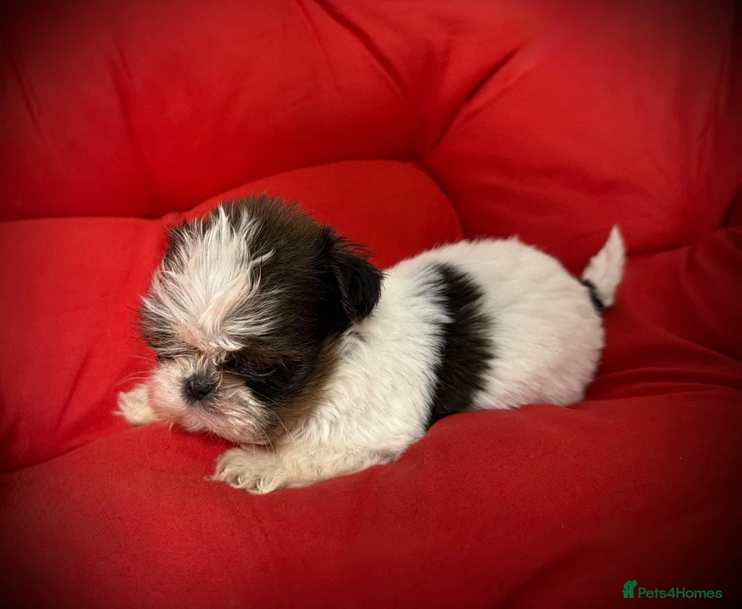 Shih Tzu dogs for sale: PURE TINY SHIH TZU PUPPIES😍 - Advert 15