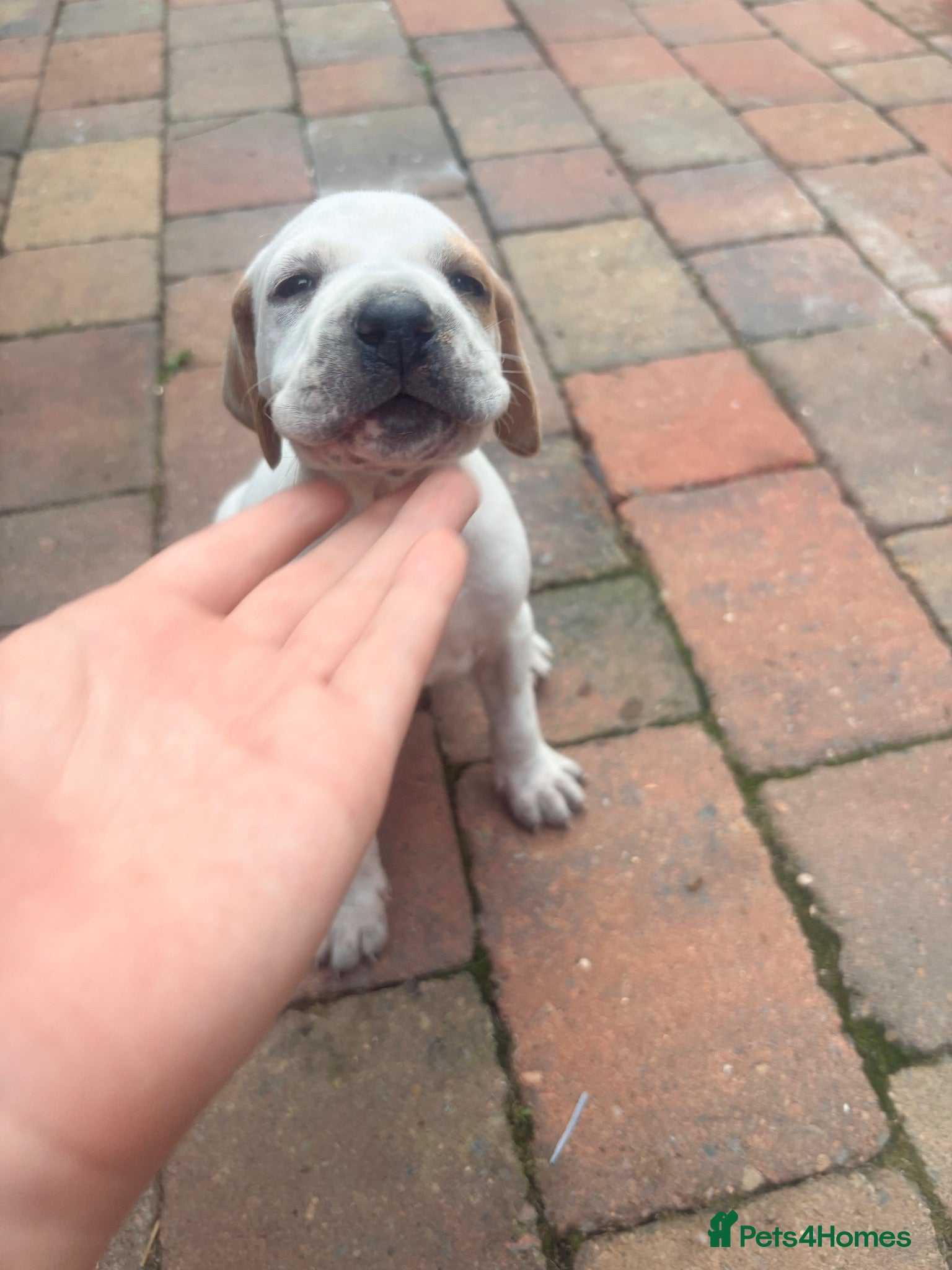 Pointer dogs Gorgeous English Pointer Puppies - Advert 6