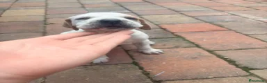 Pointer 3