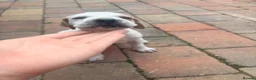 Pointer dogs for sale: Gorgeous English Pointer Puppies - Advert 17