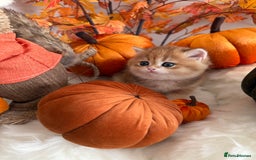 British Shorthair cats for sale: Golden British Shorthair  - Image 23