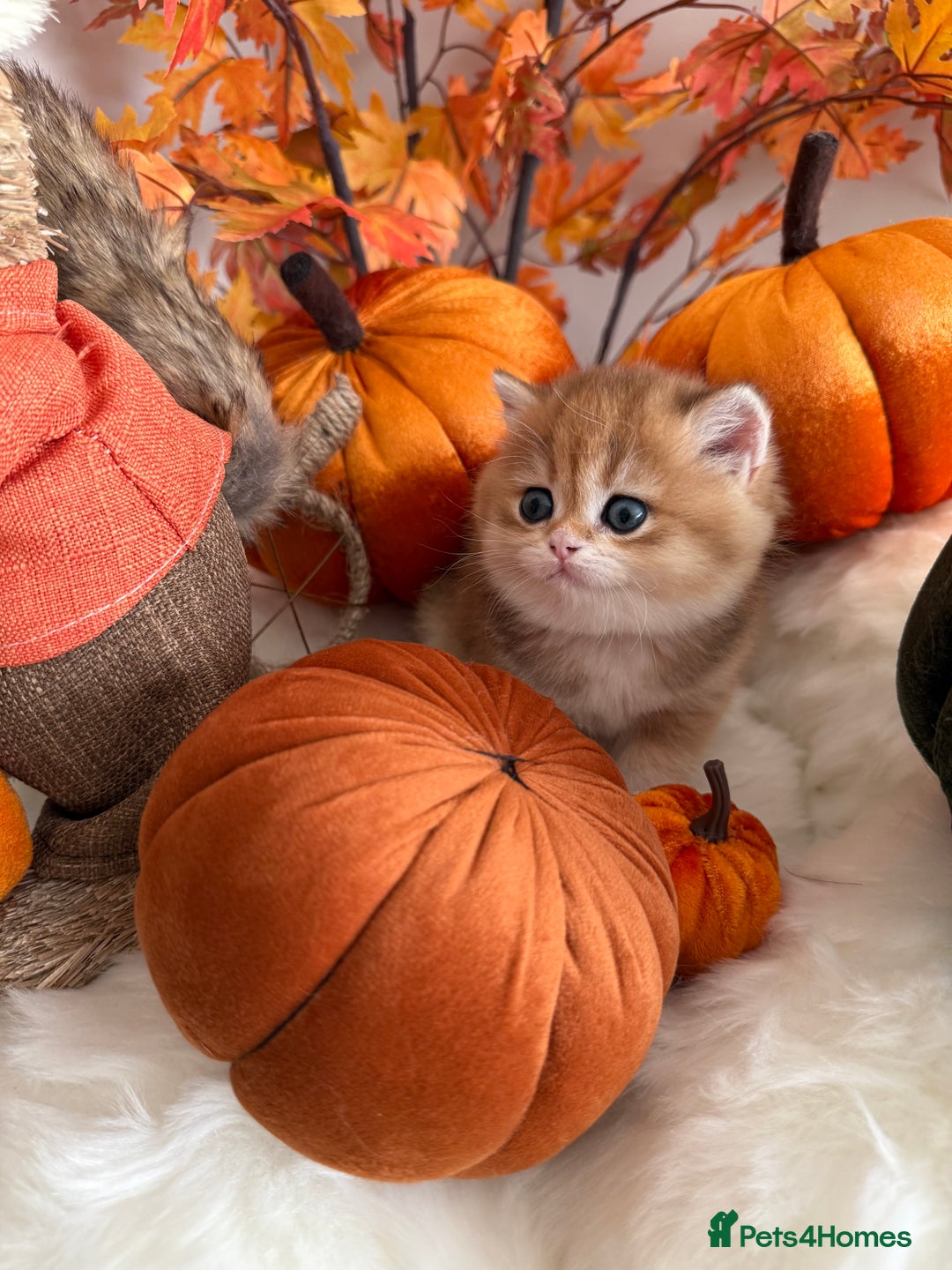 British Shorthair cats for sale: Golden British Shorthair  - Image 23